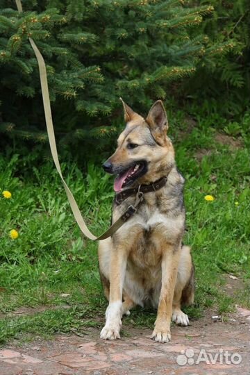 Шикарная Бетта, стерилизована