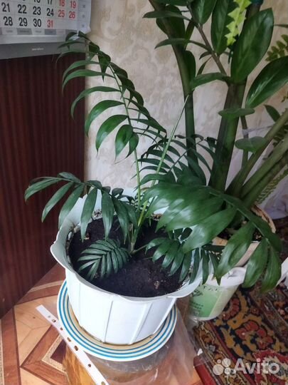 Пальма хамедорея