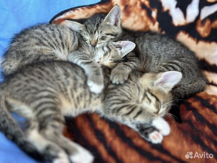 Котята в добрые руки