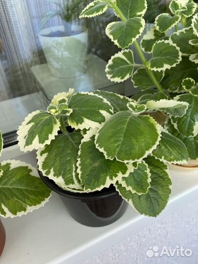 Продам цветы комнатные