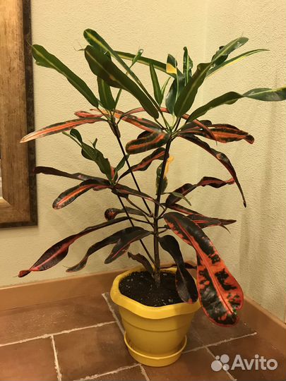 Кротон мамми