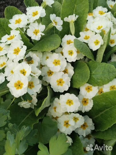 Примулы разных расцветок, взрослые кустики. Бадан