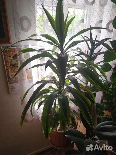 Драцена кордилина