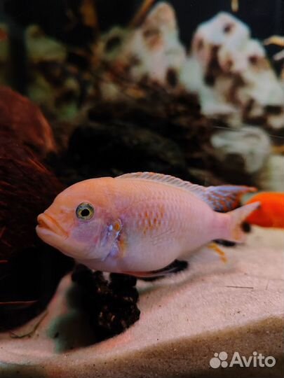 Продаю мальков малавийских цихлид в ассортименте