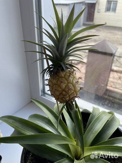 Ананас
