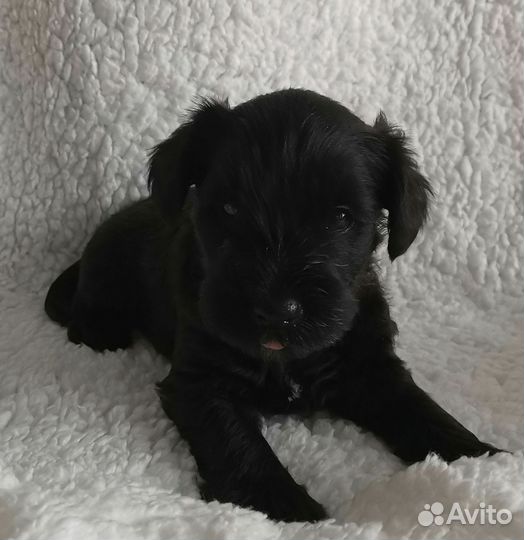 Цвергшнауцер