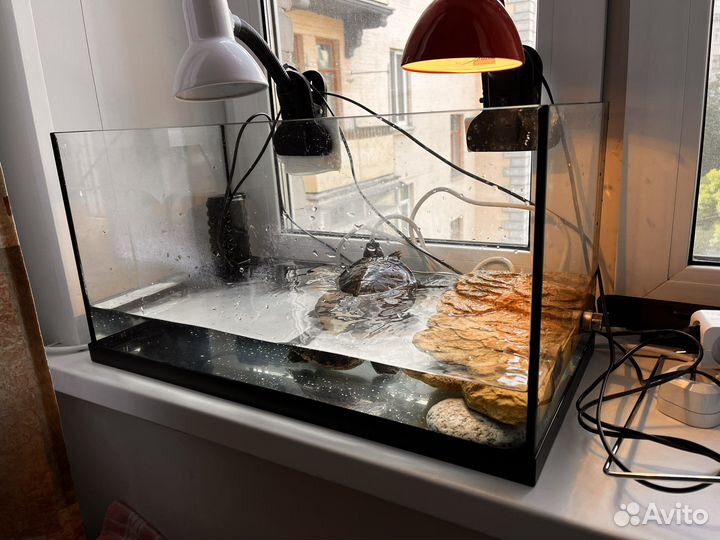 Черепаха с аквариумом