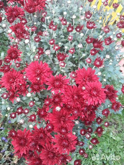 Хризантемы кустовые и мультифлора
