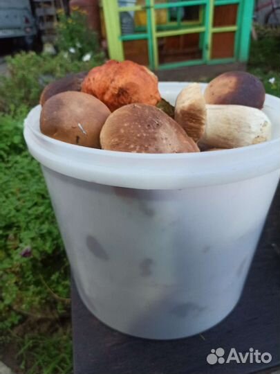 Грибы белые+ красноголовики 10л ведро