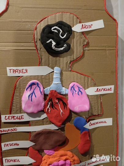 Поделка 'анатомия человека
