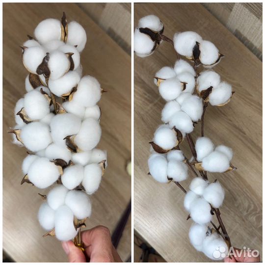 Сухоцветы опт Лагурус