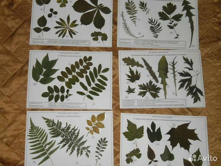 Гербарий в наличие, сырьё (фармакология) качество