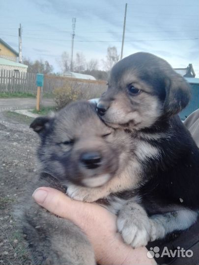 Собака в добрые руки отдам бесплатно