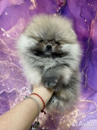 Мальчик померанского шпица