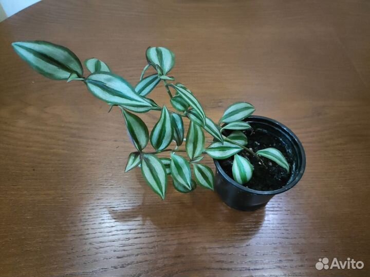 Комнатные цветы