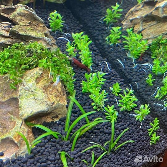 Грунт пропант и Удо Ермолаева