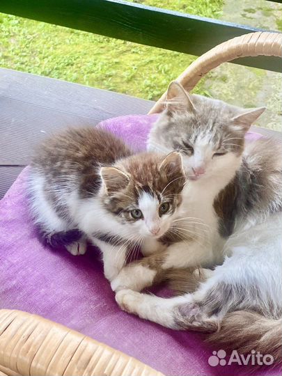 Котята в добрые руки