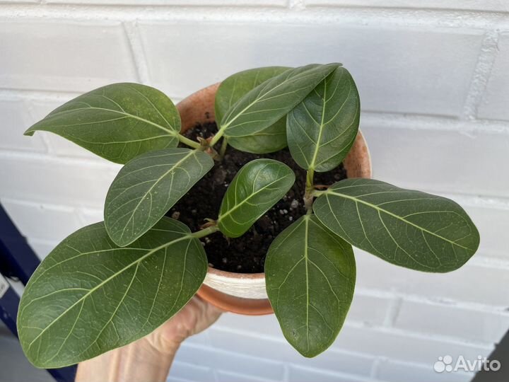 Фикус бенгальский Одри