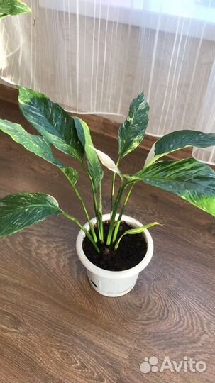 Спатифиллум Домино