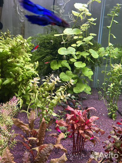 Аквариумные растения
