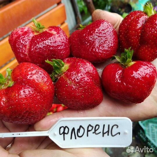 Рвссада клубники