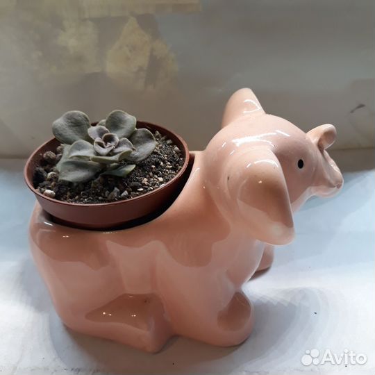 Суккуленты в подарок в разных кашпо и горшочках