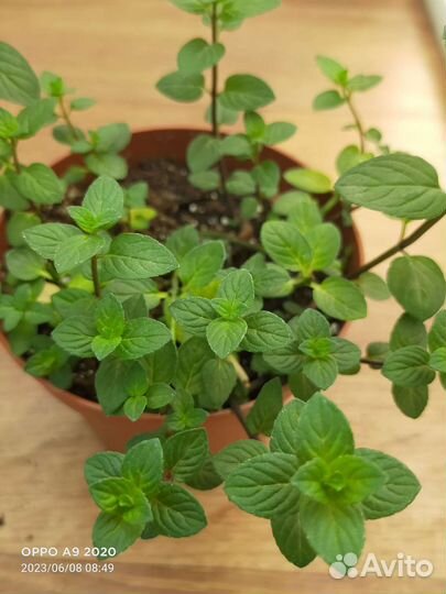 Мята сортовая