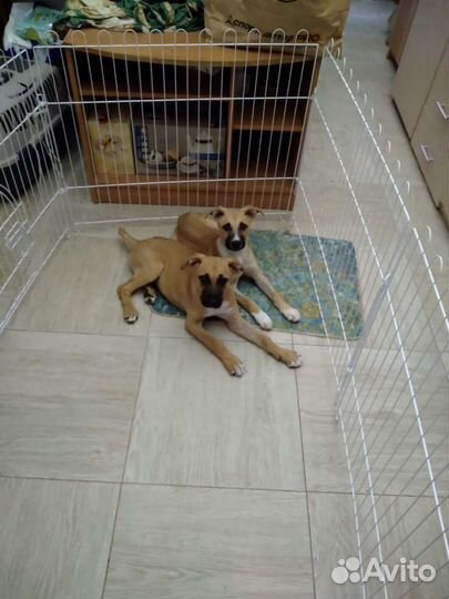 Щенки в добрые руки