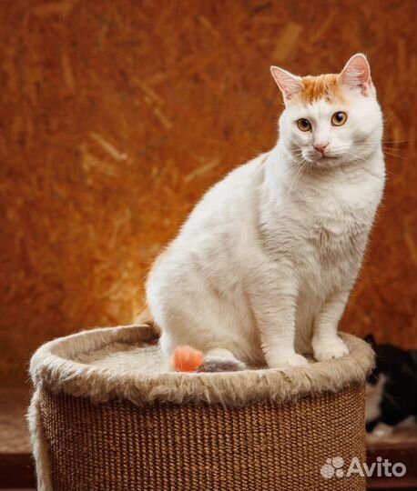 Кот Гена в добрые руки