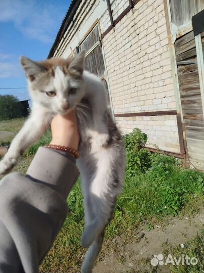 Отдам в добрые руки котёнка мальчика
