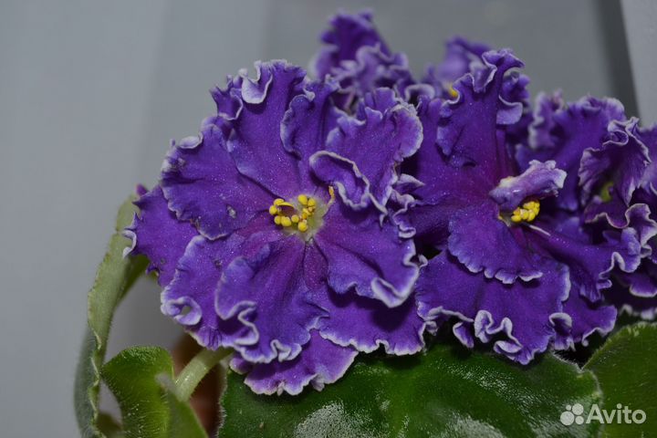 Фиалка сортовая