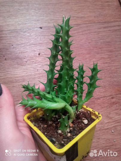 Гуэрнии и стапелии, суккуленты