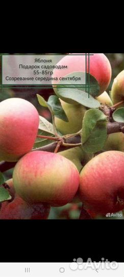 Лучшие саженцы Сибири и И.М. Мясникова