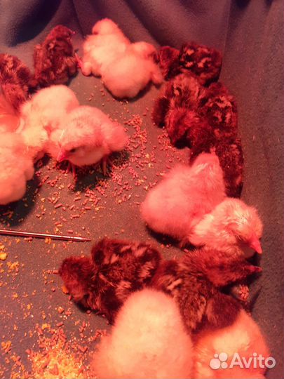 Петушки, цыплята