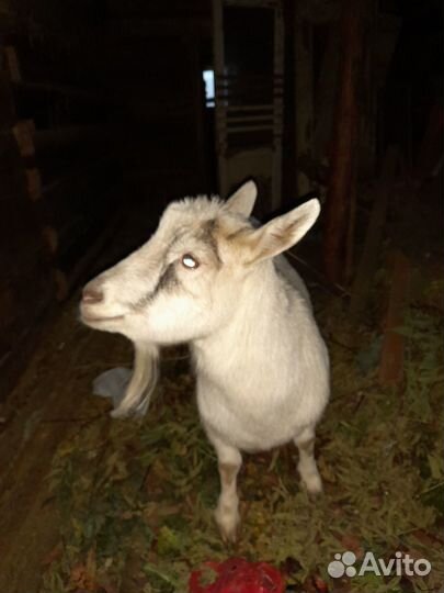 Продаётся коза