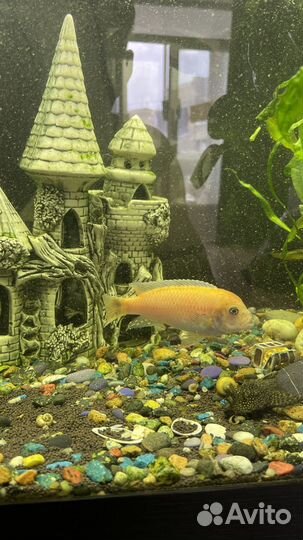 Аквариумные рыбки