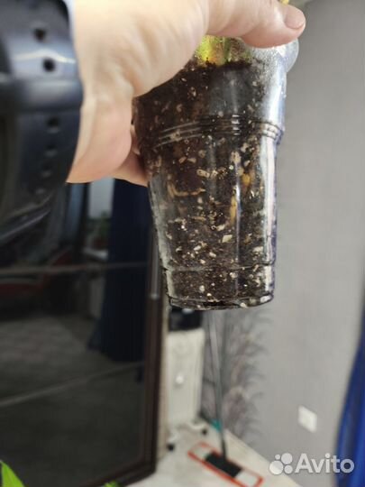 Антуриум Сирано