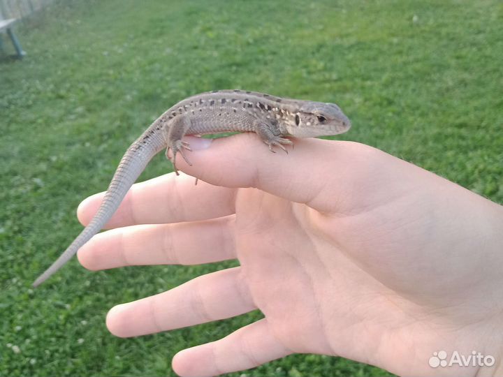Продаю ящерицу привыкшую к рукам