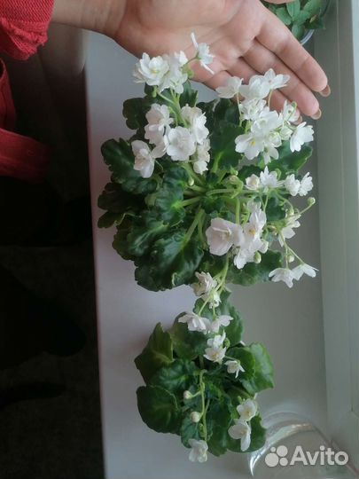 Фиалка белая молодая