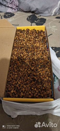 Перга пчелиная