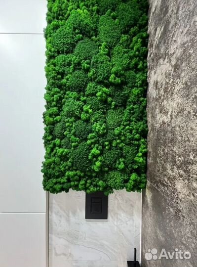 Премиум кочки мох королевский топ 2023 года