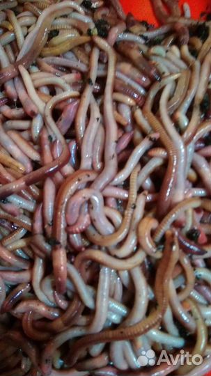 Червь Дендробена для рыбалки