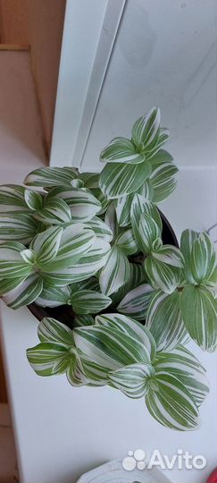 Традесканции сортовые разные