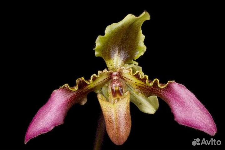 Орхидея пафиопедилум Paphiopedilum Esquirolei