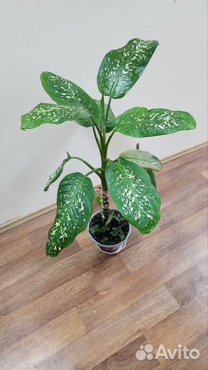 Диффенбахия