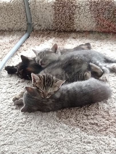 Котята-крысыловы