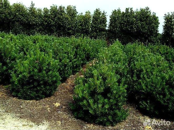 Высокая сосна на участок