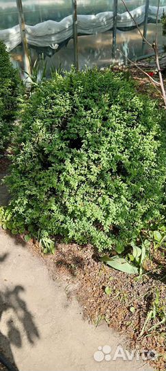 Самшит саженцы