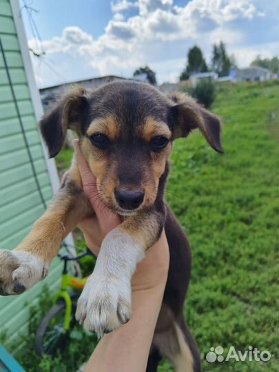 Отдам собачку 3 месяца