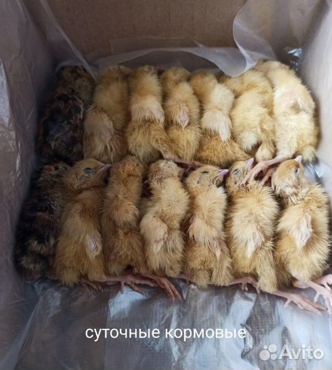 Кормовая перепелка для хищников